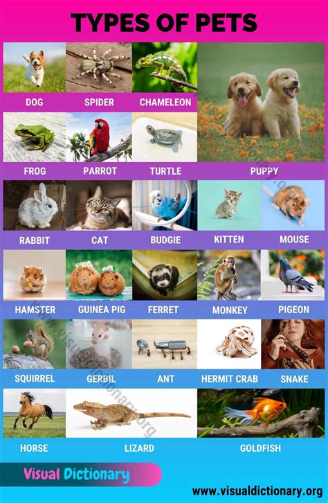 types  pets   types  pets      visual dictionary