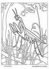 Mantis Praying sketch template