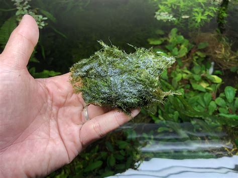 growing moss  river stones   sponge bath net method create