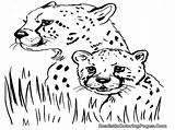 Cheetah Coloring Pages Printable Kids Realistic Titan Posted sketch template