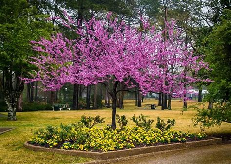 forest pansy redbud tree tree  sale