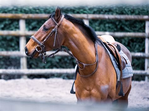 american paint horse breed information appearance care ukpets