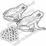 Eggs Clipart Frogs Au sketch template