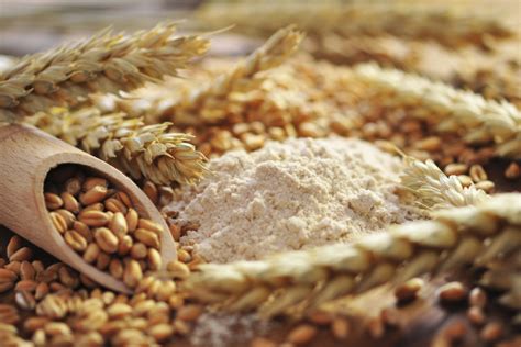 wheat flour output declines      world grain