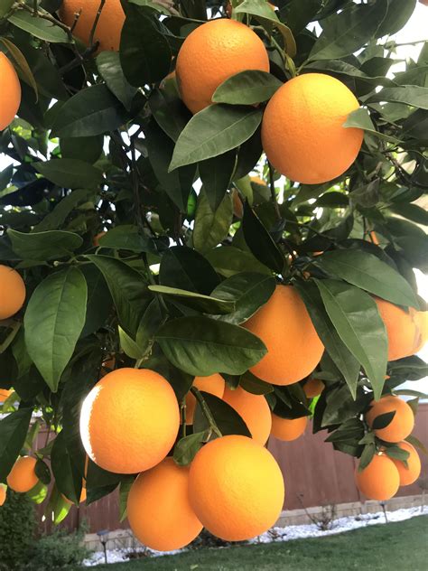orange tree  month rgardening