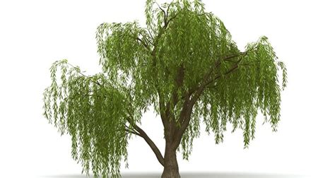 How To Prune A Dwarf Weeping Willow Tree