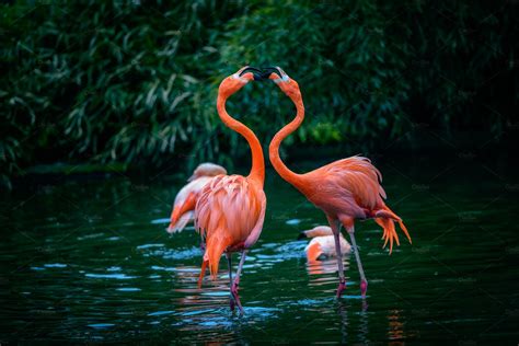 caribbean flamingos  fight  flamingo couple  big high quality animal