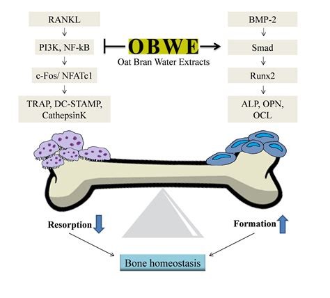 Molecules Free Full Text The Dual Role Of Oat Bran Water Extract In