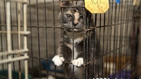 aspca seizes hundreds  neglected cats dogs  unlicensed shelter
