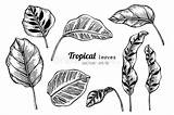Tropicali Foglie Raccolta Disegnano Feuilles Tropicales Ensemble Tropical Vecteezy Tropicale Vectoriel sketch template