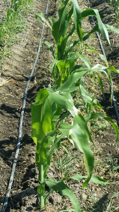 weeds    corn stalks