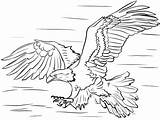 Calva Aguila Aquila Colorare Disegni Presa águila Kids Vuelo Sobre Prey Diving Cazando sketch template