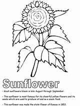 Coloring Sunflower Pages Printable Kansas Clipart State Flower Color Symbols Preschool Usa Library Adults Printables Kids Print States United sketch template