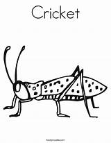 Cricket Coloring Worksheet Pages Insect Kids Twistynoodle Crickets Bug Animal Printable Print Noodle Outline Insects 15th 19th June Built California sketch template