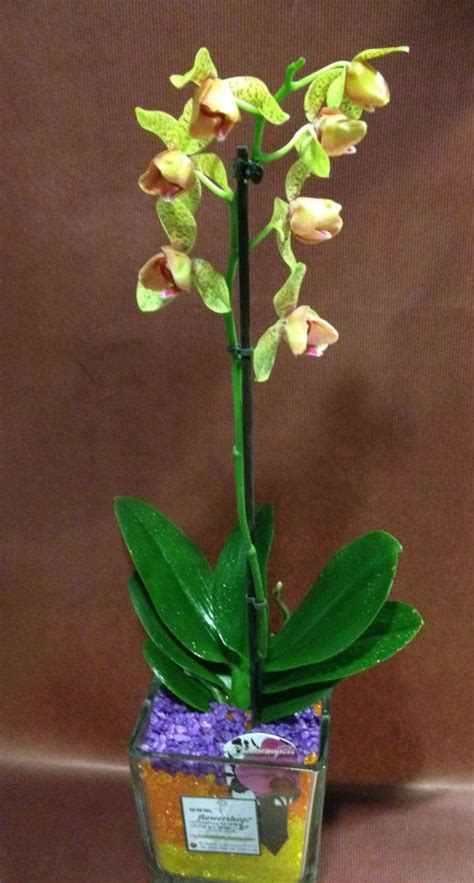 Phalaenopsis Orchid In Glass Vase Flowershop Gr