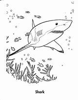 Coloring Sharks Pages Jose San Getcolorings sketch template