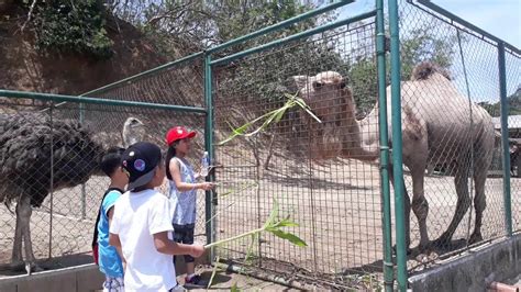 experience animal feeding  baluarte resort mini zoo youtube