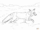 Coloring Fox Pages Tundra Red Animals Realistic Printable Drawing Walking Snow Arctic Coyote Easy Kids Animal Snowshoe Supercoloring Color Getdrawings sketch template