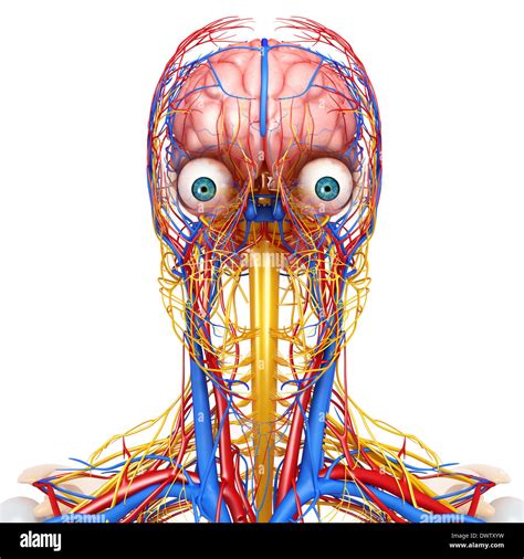 peripheren nervensystems kopf hals zeichnen stockfoto bild