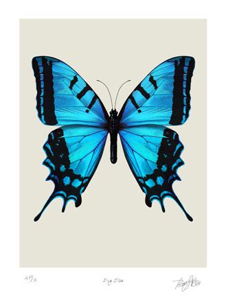 blue butterfly   blue butterfly png images
