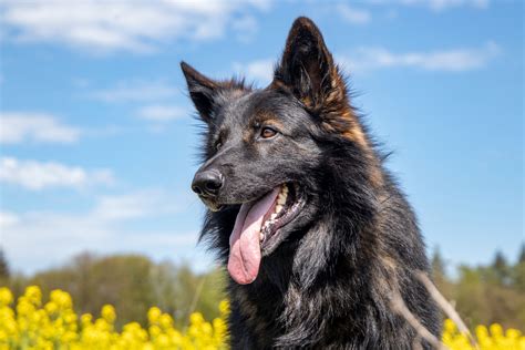 altdeutscher schaeferhund foto bild tiere haustiere hunde bilder