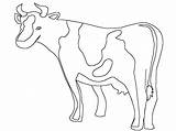 Vaca Planse Colorat Animale Copilul Vulpe Educatie sketch template