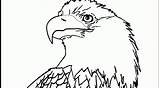 Coloring Eagle Pages Bald Library Head sketch template