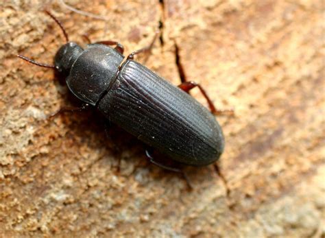 darkling beetles  mealworm information pictures