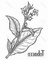 Tobacco Leaf Drawing Getdrawings sketch template