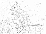 Wallaby Coloring Pages Parma Drawing Printable Drawings Designlooter Kids Animals 95kb 2048 Skip Main sketch template