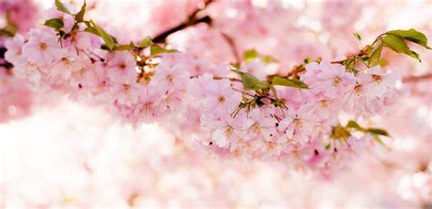 banner  beautiful pink cherry blossom tree stock photo image  soft beautiful