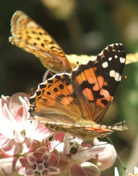 california native plants used by california butterflies with pictures native garden plants you