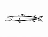 Barracuda Coloring Drawing Pages Fish Plymouth Easy Draw Drawings Colouring Color Step Barracudas Paintingvalley Coloringtop sketch template