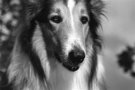 Dreamworks Animation Grooming Lassie For A Return To The Spotlight