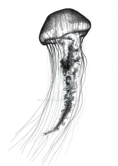 cool realistic pencil jellyfish drawing