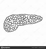 Pancreas sketch template