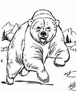 Mewarnai Beruang Paud Tk Berbagai Temukan Aneka Bisa sketch template