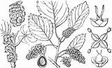 Mulberry Clipart Morus Flower Alba Etc Usf Edu Clipground Small Medium Large Tiff sketch template