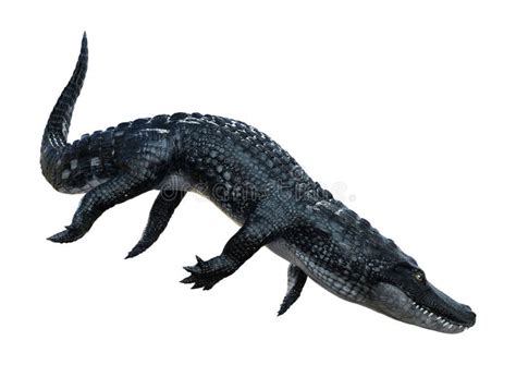 rendering black alligator  white stock illustration illustration
