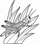 Grillo Bugs Grasshopper Insects Insect sketch template
