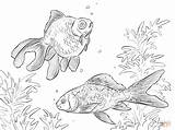Coloring Moor Pages Goldfishes Shubunkin Kinguio Fish Drawing Printable sketch template