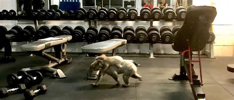 koala and joey visit gym in brisbane the courier mail