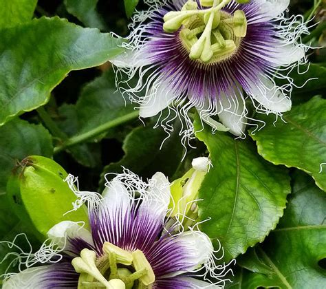 How To Successfully Grow Passion Flowers A Field Guide To Planting