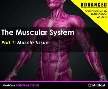 muscular system advanced muscular tissue synapses muscles