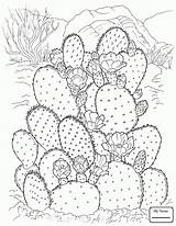 Cactus Barrel Getdrawings Drawing sketch template
