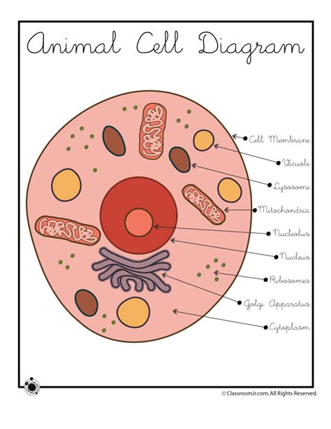animal cell diagram cell diagram animal cell animal cell project
