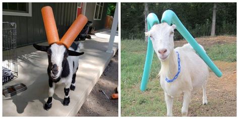These Naughty Goats Wearing Pool Noodles On Their Horns