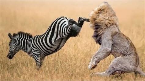 brave zebra fighting  lion rnatureismetal