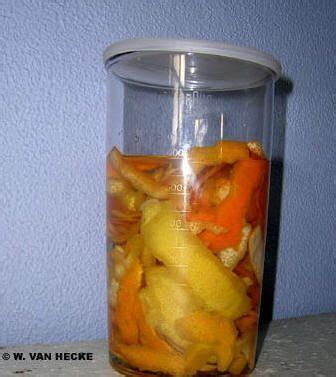 fruitlikeur zelf maken van citroclemlikeur recept ijsthee likeur alcoholische dranken