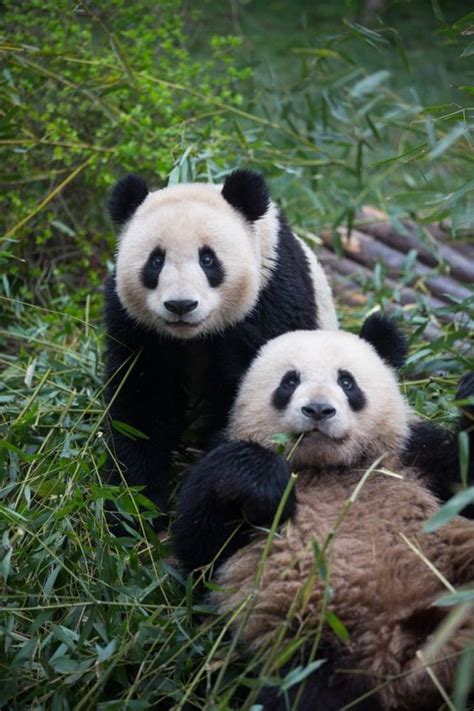 Pandas Via Tumblr Image 2509282 By Miss Dior On